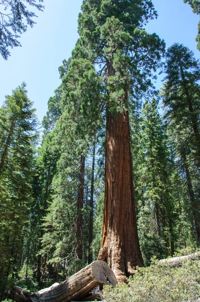 Giant trees in Sequoia National Park, California, Estados Unidos — Foto de Stock