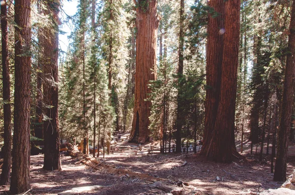 Generál Sherman v Sequoia National Park, Kalifornie, Usa — Stock fotografie