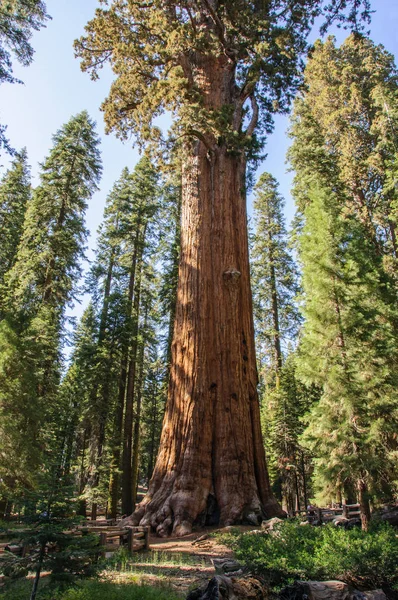 General Sherman en Sequoia National Park, California, EE.UU. — Foto de Stock