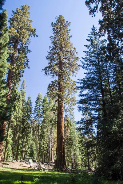 Obří stromy v parku Sequoia National Park, Kalifornie, Usa — Stock fotografie