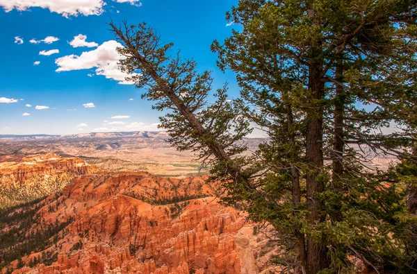 Πεύκα πλαγιές στο εθνικό πάρκο Bryce Canyon, Utah, ΗΠΑ — Φωτογραφία Αρχείου