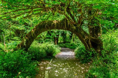 Hoh yağmur ormanlarında, olimpik Milli Parkı, Washington ABD iz