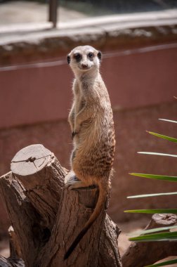 Mütevazı çöl faresi, Barcelona Hayvanat Bahçesi, İspanya