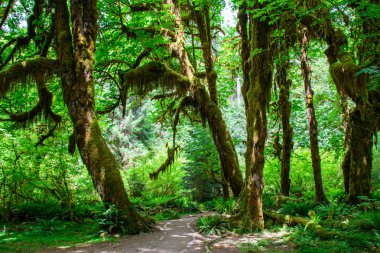 Hoh yağmur ormanlarında, olimpik Milli Parkı, Washington ABD iz