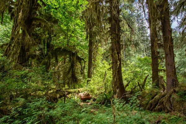 神奇树在热带森林里，Hoh 雨林，奥林匹克国家公园中，美国华盛顿 图库图片