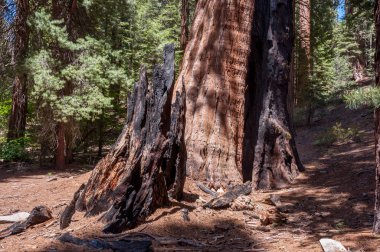 Sequoia Ulusal Parkı, Kaliforniya, Usa 'daki dev ve asırlık sekoyalar