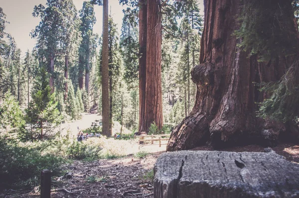 Ročenka Krajinou Národního Parku Sequoia Kalifornie Usa — Stock fotografie