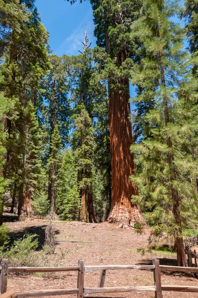 Secuelas Gigantes Centenarias Bosque Del Parque Nacional Sequoia California — Foto de Stock