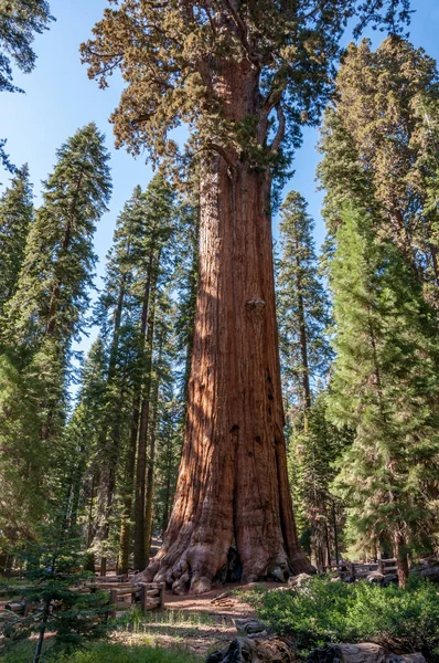 Secuelas Gigantes Centenarias Bosque Del Parque Nacional Sequoia California — Foto de Stock