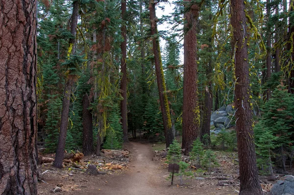 Pohoho Trail Lesní Cesta Yosemitském Národním Parku California Usa — Stock fotografie