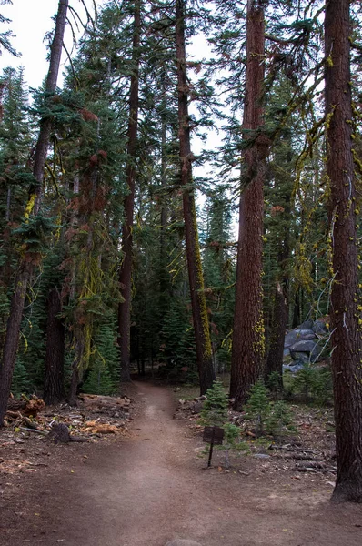 Pohoho Trail Lesní Cesta Yosemitském Národním Parku California Usa — Stock fotografie