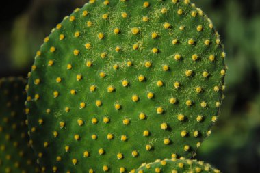 Dikenli Kaktüs Opuntia Bitkisi. Dikenli yeşil bitki kaktüsü ve kurumuş çiçekler. opuntia, 