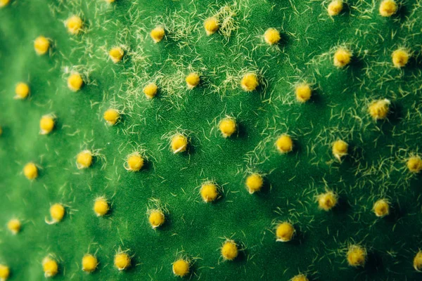 Planta Cactus Opuntia Con Espinas Cerca Cactus Planta Verde Con — Foto de Stock