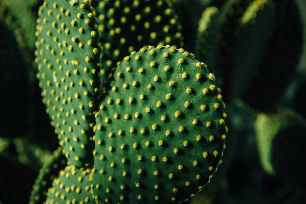 Cactus Opuntia Plant Spines Close Зелений Кактус Шипами Сушеними Квітами — стокове фото