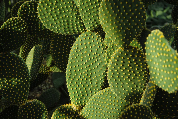 Planta Cactus Opuntia Con Espinas Cerca Cactus Planta Verde Con — Foto de Stock