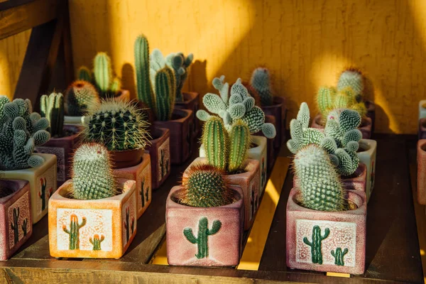 Many Small Potted Cactus Planted Indoor Window — Stock Photo, Image