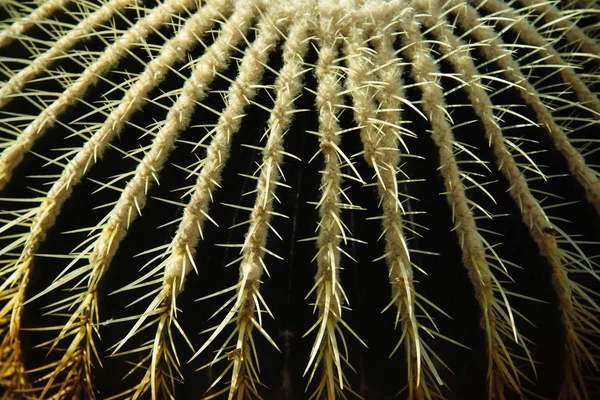 Thorn Cactus Texture Background — Stock Photo, Image