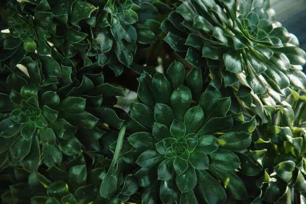 Κοντινό Φυτό Crassula Ovata Jade Φυτών Εγκαταστάσεων Χρημάτων Επιλεκτική Εστίαση — Φωτογραφία Αρχείου