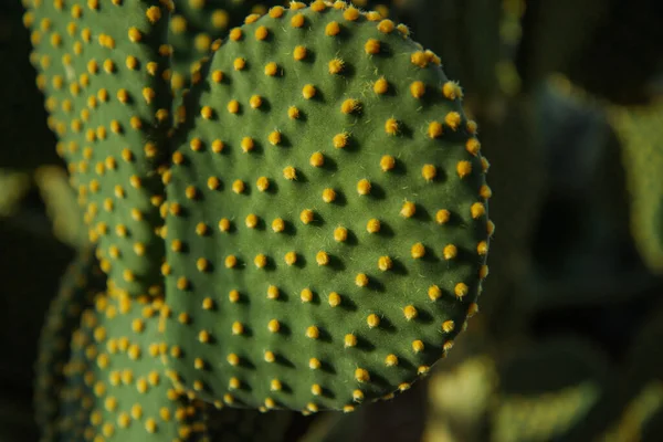 Cactus Opuntia Plant Spines Close Зелений Кактус Шипами Сушеними Квітами — стокове фото