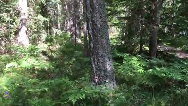 Promenad Vacker Skog Längs Liten Väg Och Höga Träd Runt — Stockvideo