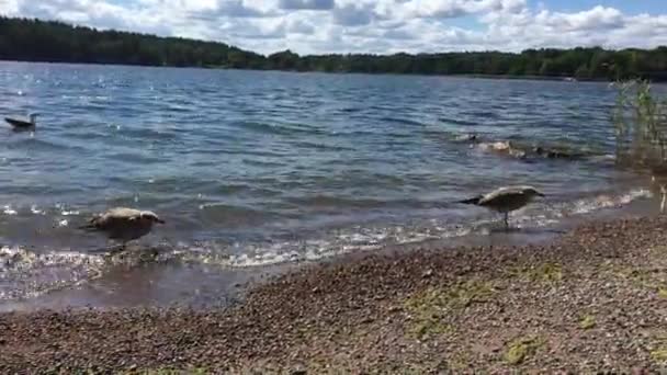 Möwenbabys Schwimmen Auf Den Strand Und Spazieren Weiter Zum Strand — Stockvideo