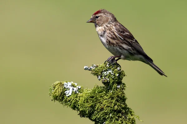 Wild Female Lesser Redpoll (cabaret Acanthis) encaramado en la rama cubierta de líquenes y musgo. Fondo verde. Imagen tomada en Escocia, Reino Unido . — Foto de Stock