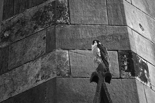 Divoký Sokol stěhovavý (Falco peregrinus) na kostelní věž. Přijata v Arbroath, Angus, Skotsko. Velká Británie — Stock fotografie