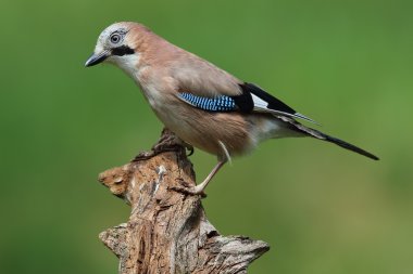 Vahşi Bayağı alakarga (Garrulus glandarius) yeşil orman arka plana sahip bir şube tünemiş. İskoçya'da, İngiltere'de alınan