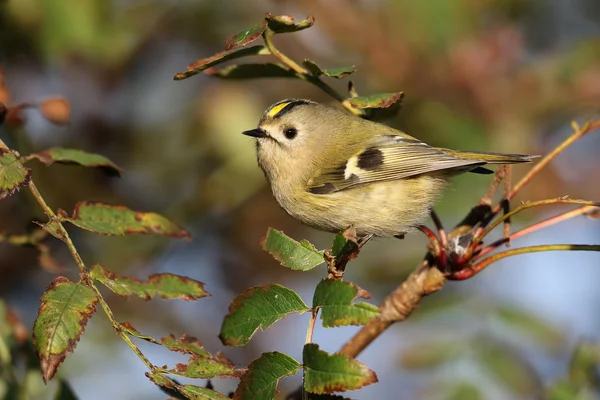 Goldcrest (Регул Регул) в Буша лову greenfly. Прийняті у Ангус, Шотландія, Великобританія. — стокове фото