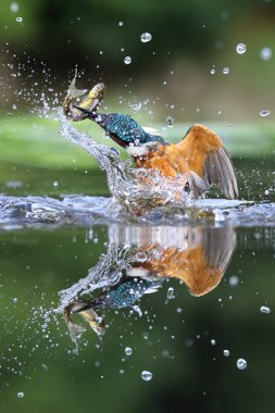 Vahşi ortak bir balık suyla çıkan Kingfisher (Alcedo şuna). İskoçya'da, İngiltere'de alınan
