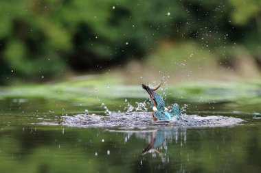 Wild Common Kingfisher (Alcedo atthis) emerging from water with a fish. Taken in Scotland, UK clipart