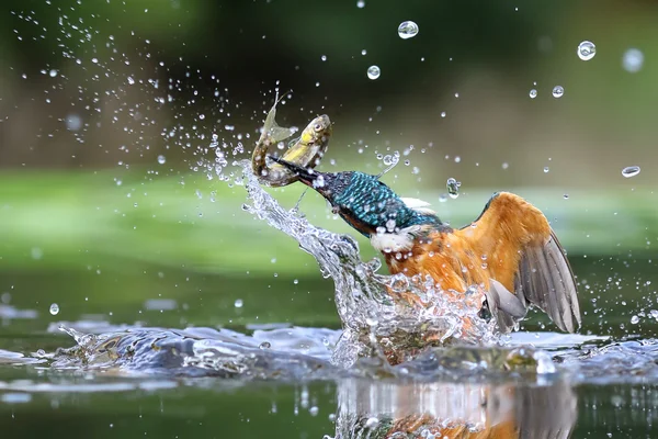 Wild Common Kingfisher (Alcedo atthis) emerging from water with a fish. Taken in Scotland, UK — Stock Photo, Image