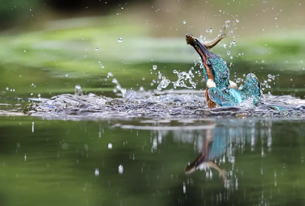 Wild Common Kingfisher (Alcedo atthis) emerging from water with a fish. Taken in Scotland, UK — Stock Photo, Image