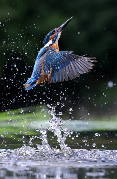 Wild Common Kingfisher (Alcedo atthis) emerging from water. Taken in Scotland, UK — Stock Photo, Image