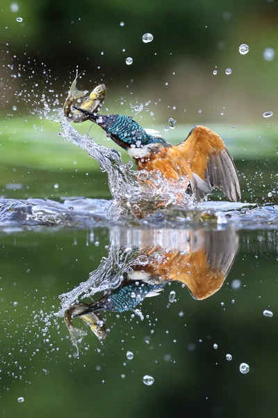 Wild Common Kingfisher (Alcedo atthis), выходящий из воды с рыбой. Снято в Шотландии, Великобритания — стоковое фото