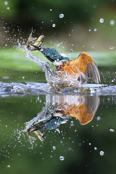 Wild Common Kingfisher (Alcedo atthis) emerging from water with a fish. Taken in Scotland, UK