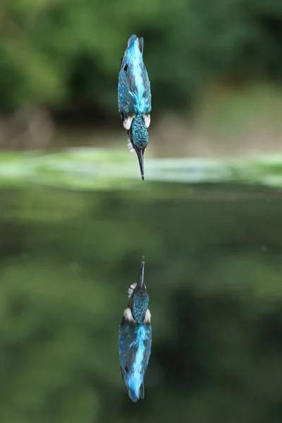 Wild Common Kingfisher (Alcedo atthis) in mid dive reflected in water. Taken in Scotland, UK — Stock Photo, Image