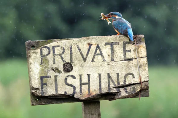 Wild Common Kingfisher (Alcedo atthis) portrait, perched on "Private Fishing" sign. Taken in Scotland, UK. — Stock Photo, Image