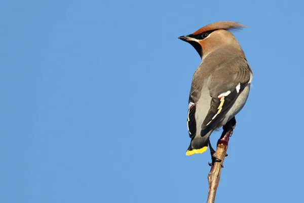 Дикі омелюх (Bombycilla garrulus) в Беррі Буша. Знімок зроблений Ангус, Шотландія, Великобританія. — стокове фото