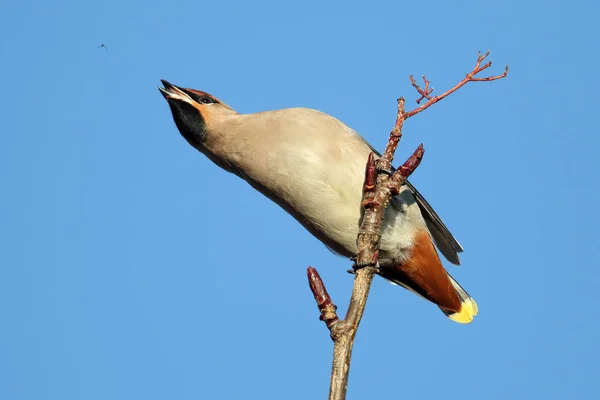 Дикі омелюх (Bombycilla garrulus) flycatching. Знімок зроблений Ангус, Шотландія, Великобританія. — стокове фото