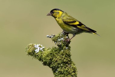  Vahşi iskete (Spinus spinus) yosun ve liken kaplı şube tünemiş. İskoçya'da, İngiltere'de alınan.