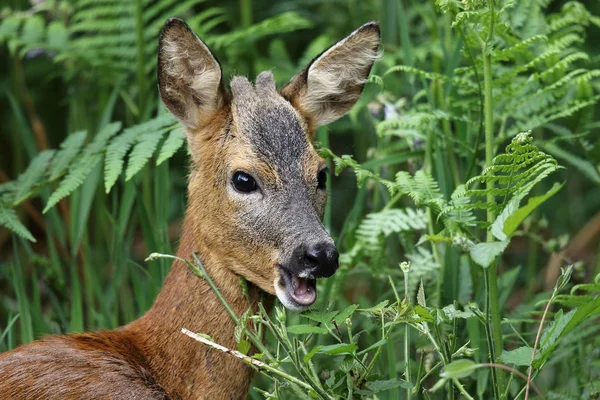 Európai őz (Capreolus capreolus), étkezési levelek. Dumfries & skóciai hozott. — Stock Fotó