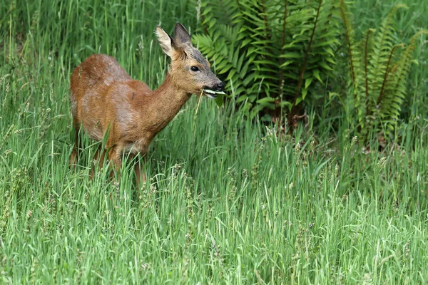 Roe Deer (Capreolus capreolus) comendo folhas. Tomado em Dumfries & Galloway, Escócia . — Fotografia de Stock