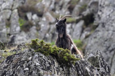 Vahşi İngiliz ilkel keçi de Feral yaban keçisi biliyorum. Findhorn Valley, İskoçya'da alınan.