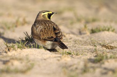 Bir kıyı kum plajındaki vahşi Shore toygar (Eremophila alpestris). İngiltere'de sahilde alınan görüntü. Olarak da bilinen bir boynuzlu toygar