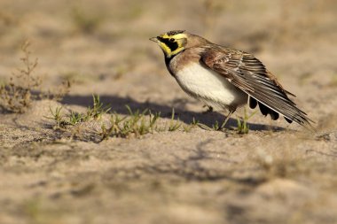 Wild Shore Lark (Eremophila alpestris) on a coastal sandy beach. Image taken on the UK Coast. Also known as a Horned Lark clipart