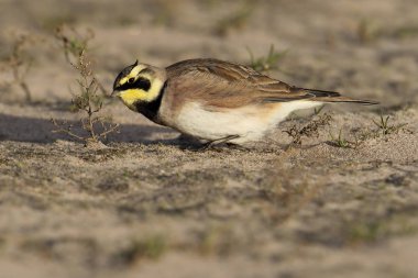 Wild Shore Lark (Eremophila alpestris) on a coastal sandy beach. Image taken on the UK Coast. Also known as a Horned Lark clipart