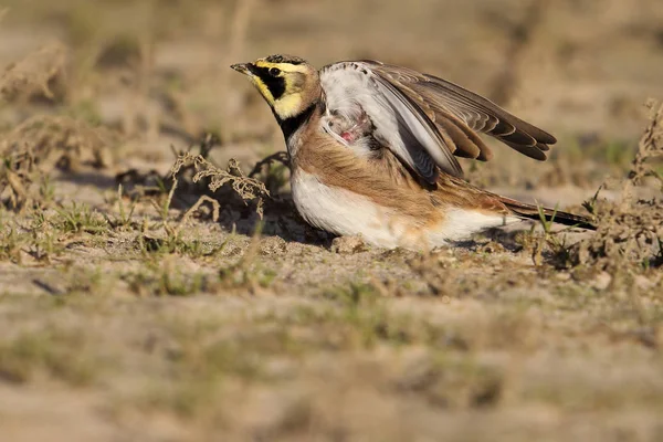 Дикі берега Ларк (Eremophila alpestris) на прибережних піщаного пляжу. Знімок зроблений на узбережжі Великобританії. Також відомий як рогаті Жайворонок — стокове фото