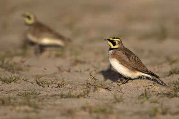 Дикі берега Ларк (Eremophila alpestris) на прибережних піщаного пляжу. Знімок зроблений на узбережжі Великобританії. Також відомий як рогаті Жайворонок — стокове фото