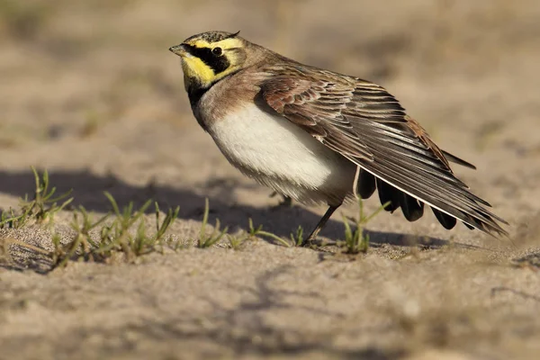 Vad parton pacsirta (Eremophila alpestris) a tengerparti strandtól. Kép venni a brit tengerparton. Is ismert, mint a havasi fülespacsirta — Stock Fotó